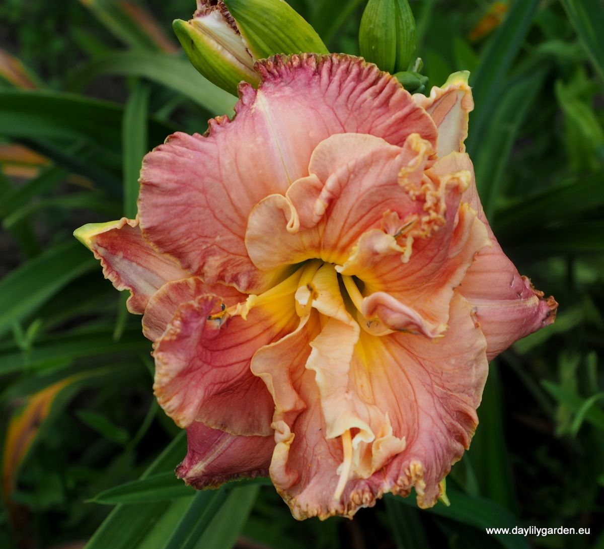 SEDUCTIVE HIDEAWAY /cache/product/min_289-827a61ddbcef060ecf9c1de1b6219582.jpeg