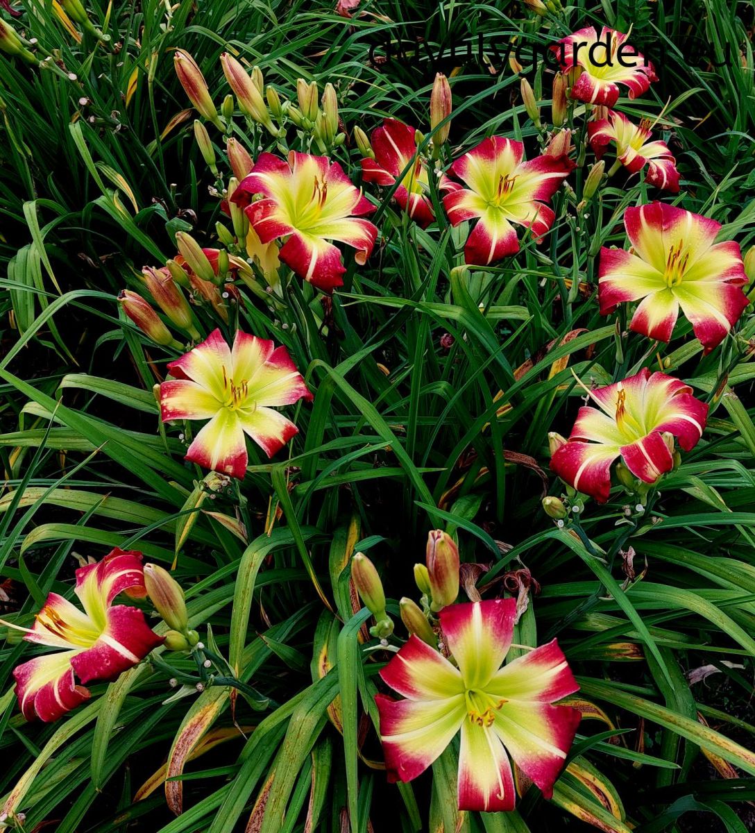 SWETLANA /cache/product/min_38-7a668c4dca4970ae72b11e829dfc5865.jpeg
