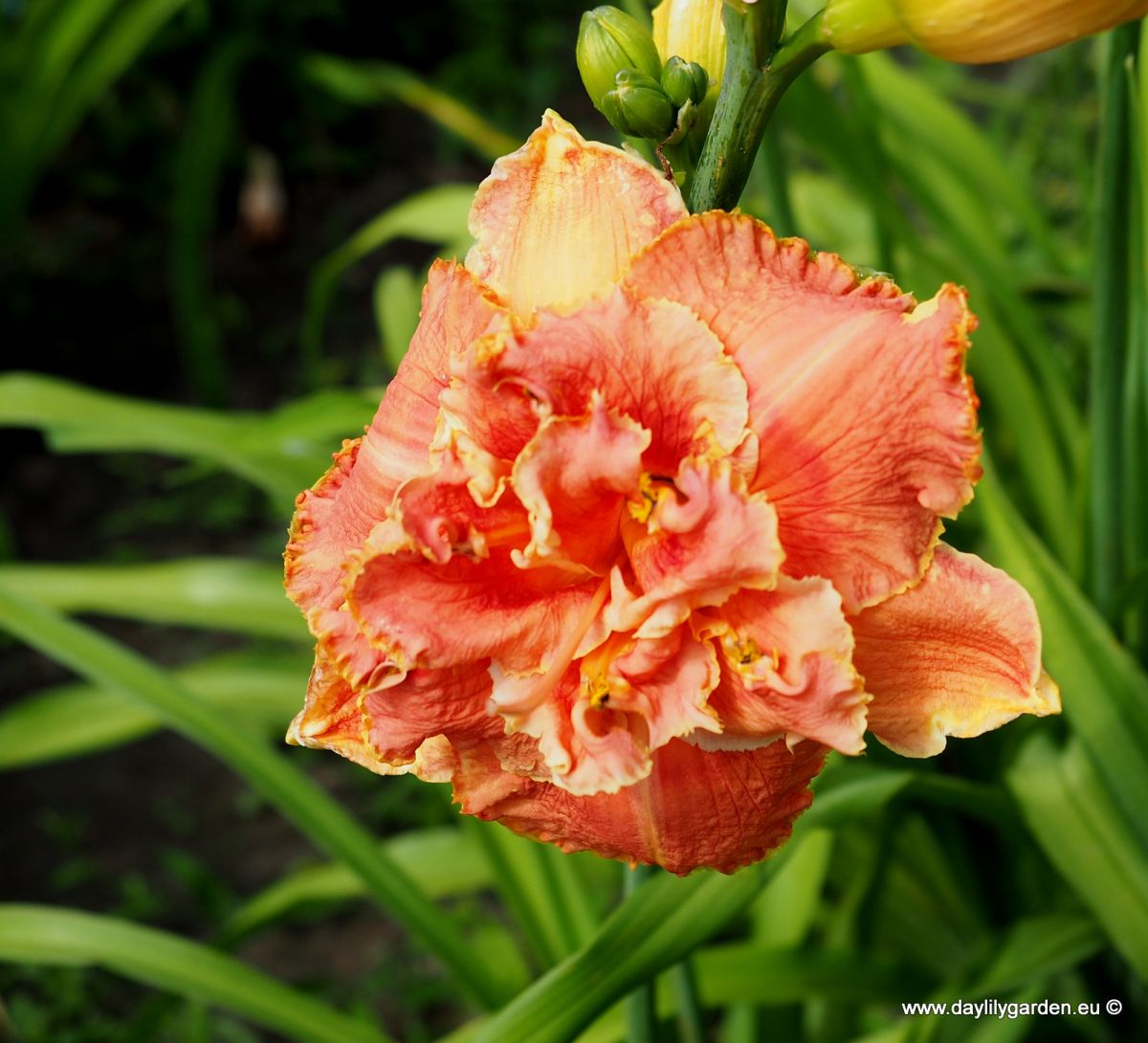 /cache/product/min_429-d05ec6dfcc4362e8692e25cd01f5a900.jpeg