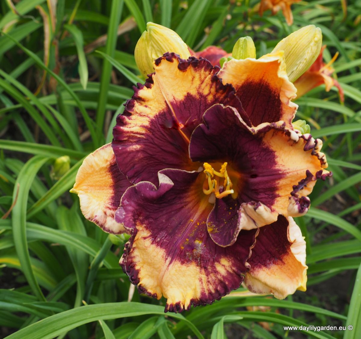 /cache/product/min_440-9ba5242b397aa8205b934d4bf703748b.jpeg