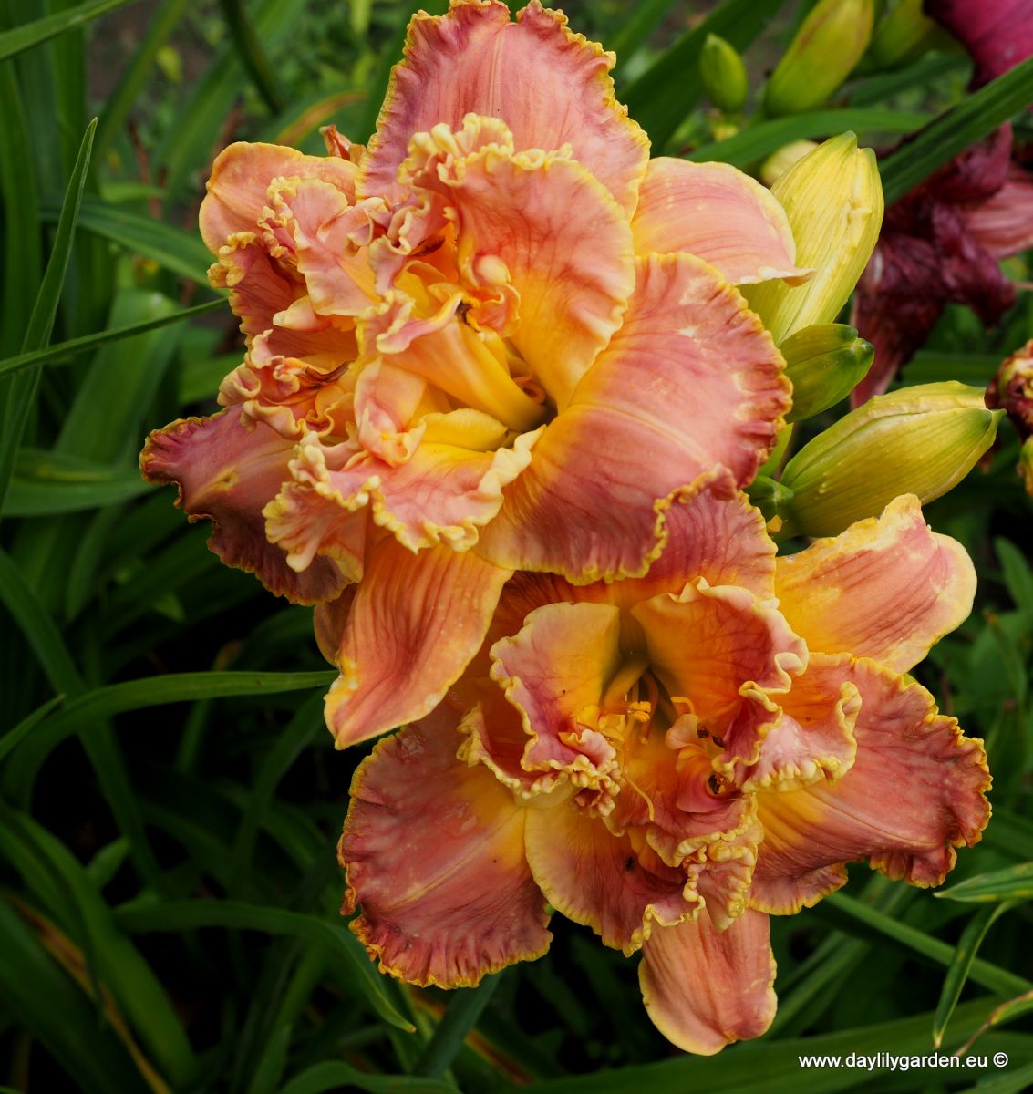 /cache/product/min_441-ee835847b441baea997c743f4290d6de.jpeg