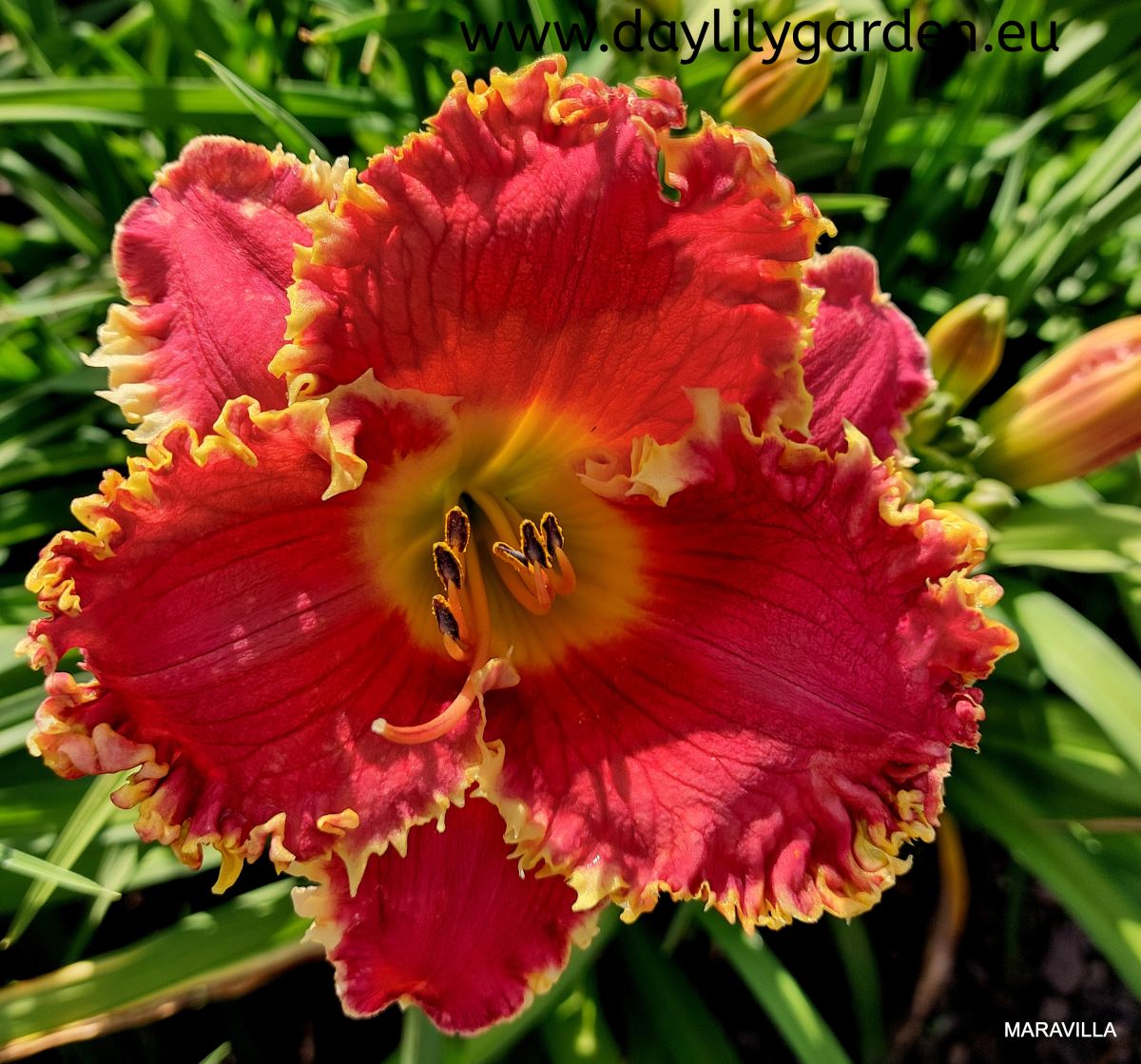 MARAVILLA /cache/product/min_93-bee0e778fe6f3382cbcb2bf0eecdd207.jpeg