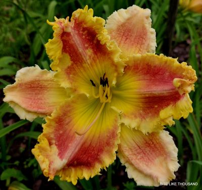 BITES LIKE A THOUSAND TEETH