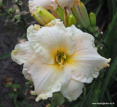 BOITZER LADY ALABASTER 
