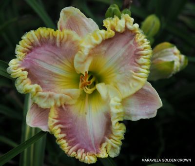 MARAVILLA GOLDEN CROWN 