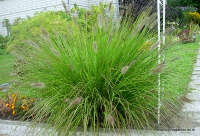 HAMELN (Pennisetum alopecuroides)