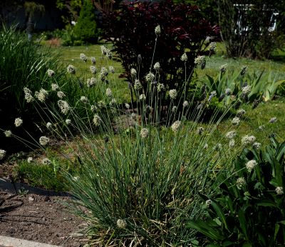 Sesleria nitida