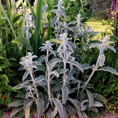 STACHYS BYZANTINA