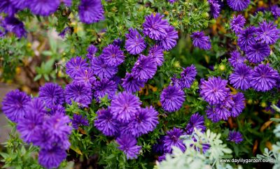 VIRGININIS ASTRAS ASTER NOVI BELGII