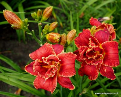 CELESTIAL RED HOTS
