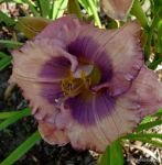 ORCHID ELEGANCE
