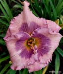 ORCHID ELEGANCE
