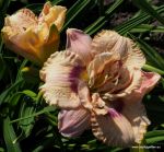 LAVENDER MOONBEAM
