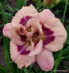 LAVENDER MOONBEAM
