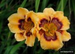 KALEIDOSCOPE DREAMSICLE 

