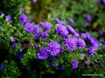 VIRGININIS ASTRAS ASTER NOVI BELGII