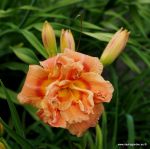 CONGO CORAL
CONGO CORAL