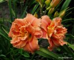 CONGO CORAL
CONGO CORAL