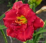 RUBY CORSAGE