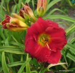 RUBY CORSAGE