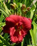 RUBY CORSAGE