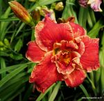 CELESTIAL RED HOTS