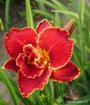 CELESTIAL RED HOTS